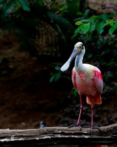 Photo of spoonbill on branch